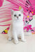 Quest | British Shorthair Kitten