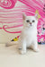 Quest | British Shorthair Kitten