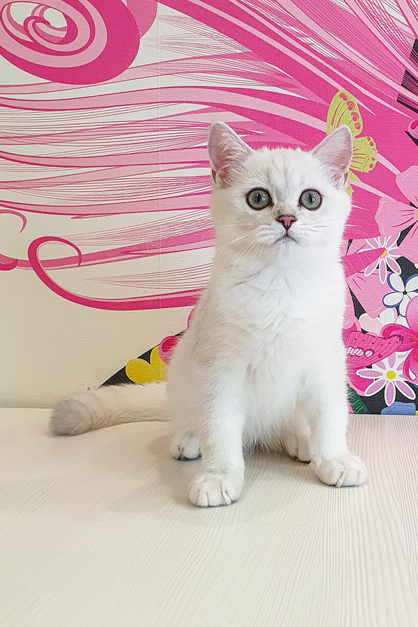 Quest | British Shorthair Kitten