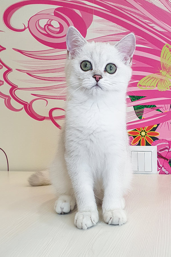 Quest | British Shorthair Kitten