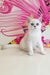 Quest | British Shorthair Kitten