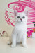 Quest | British Shorthair Kitten