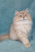 Quillie | British Longhair Kitten