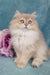 Quillie | British Longhair Kitten