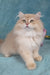 Quillie | British Longhair Kitten