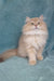 Quillie | British Longhair Kitten