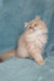 Quillie | British Longhair Kitten