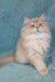 Quillie | British Longhair Kitten