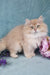 Quillie | British Longhair Kitten