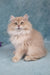 Quillie | British Longhair Kitten