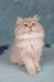 Quillie | British Longhair Kitten