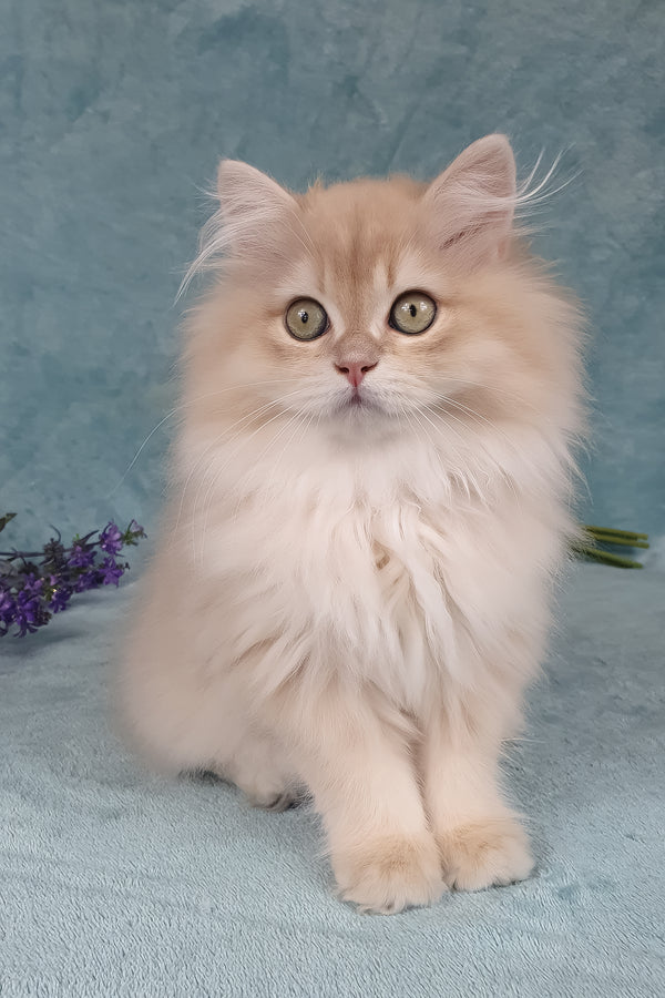 Quillie | British Longhair Kitten