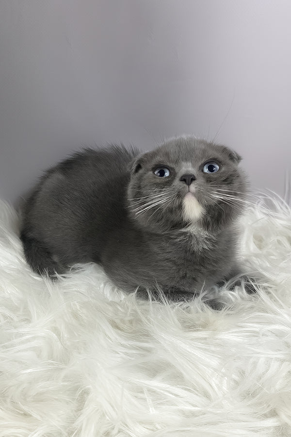 Quincy | Scottish Fold Kitten