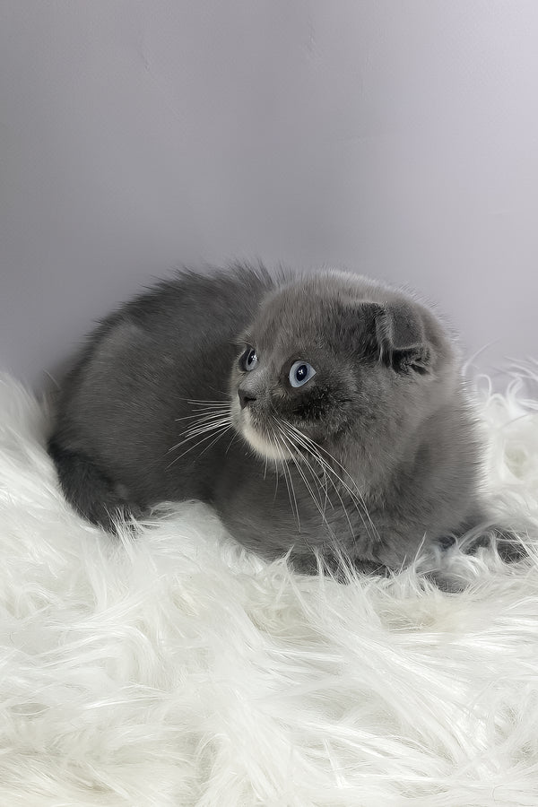 Quincy | Scottish Fold Kitten