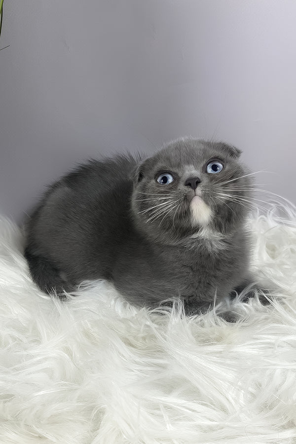 Quincy | Scottish Fold Kitten