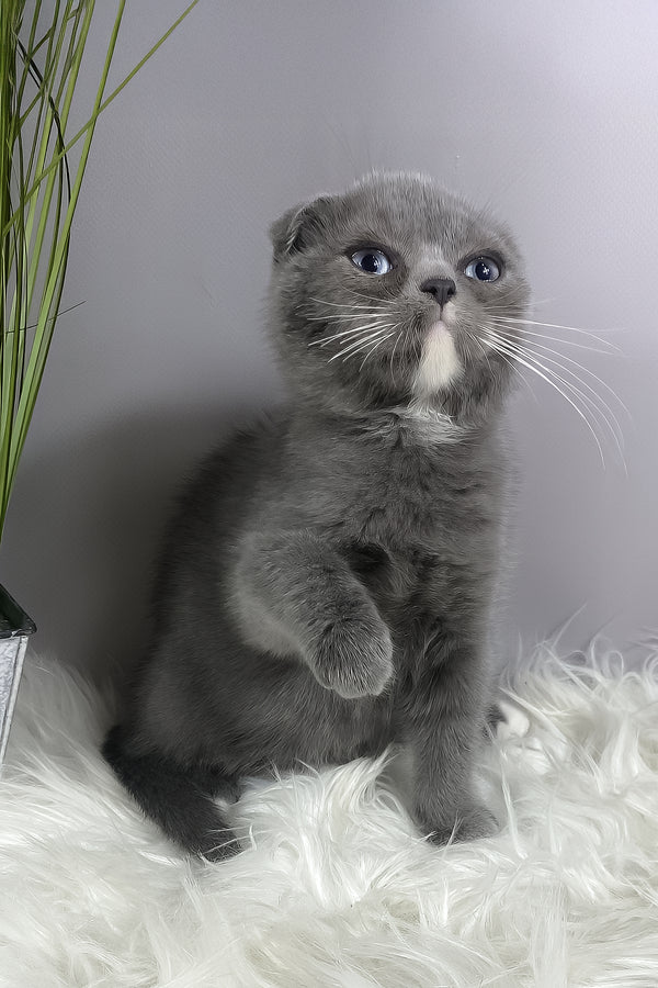 Quincy | Scottish Fold Kitten