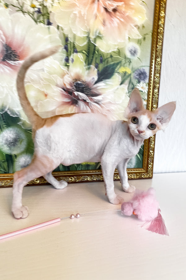 Quinn | Devon Rex Kitten
