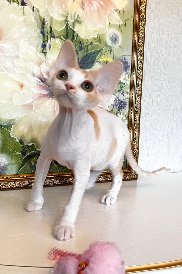 Quinn | Devon Rex Kitten