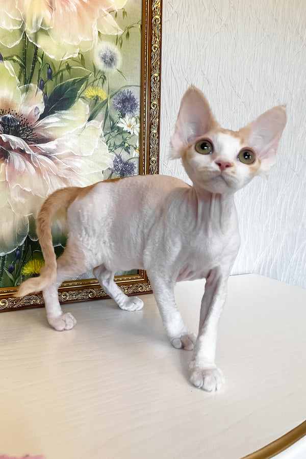 Quinn | Devon Rex Kitten