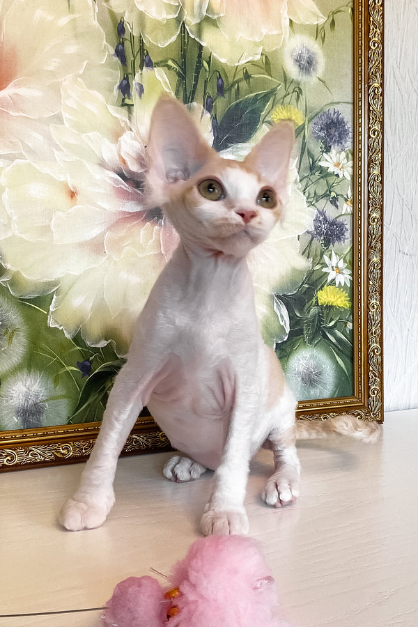 Quinn | Devon Rex Kitten