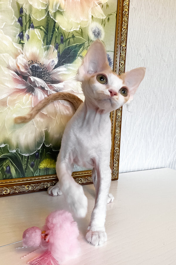 Quinn | Devon Rex Kitten
