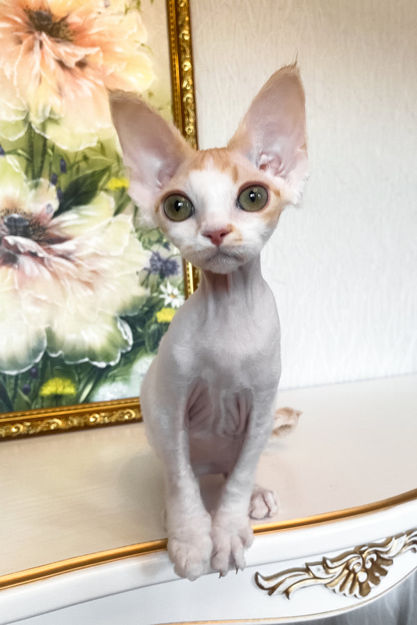 Quinn | Devon Rex Kitten