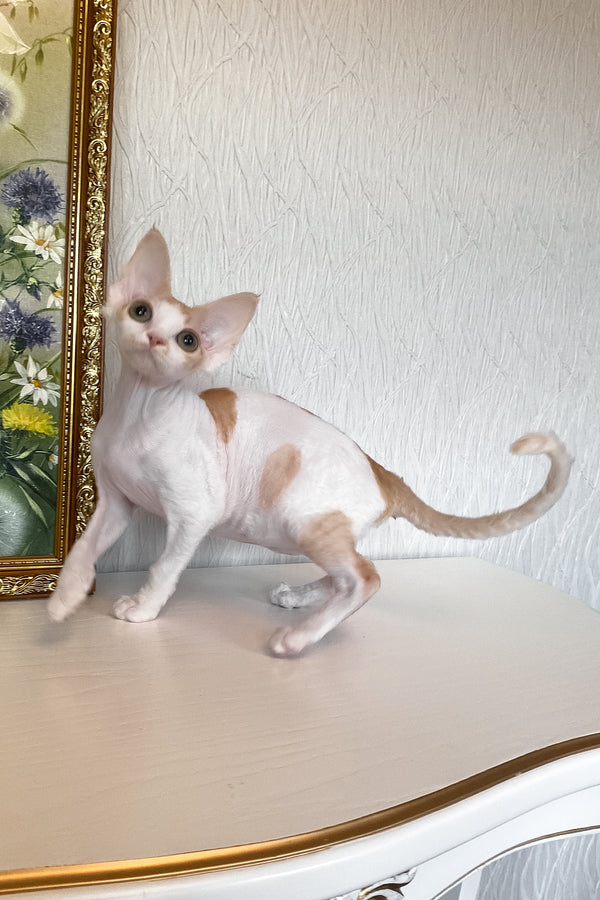 Quinn | Devon Rex Kitten