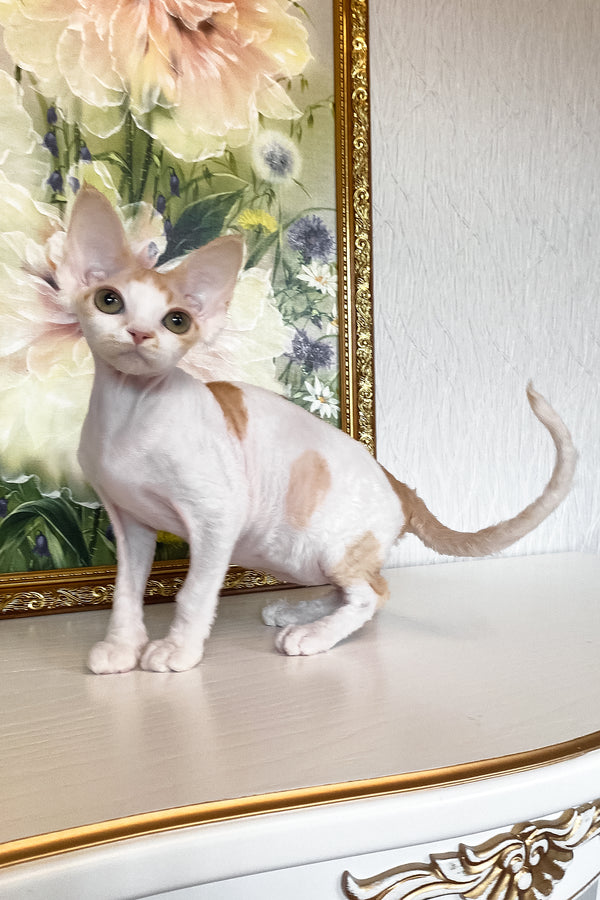 Quinn | Devon Rex Kitten