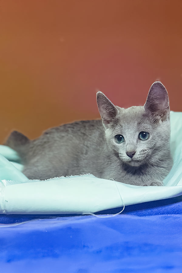 Qurod | Russian Blue Kitten