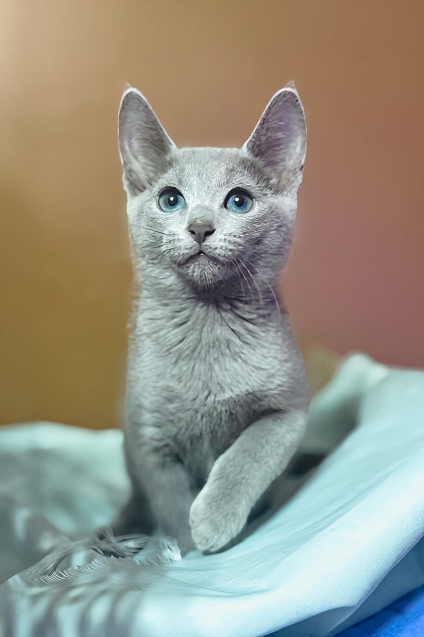 Qurod | Russian Blue Kitten
