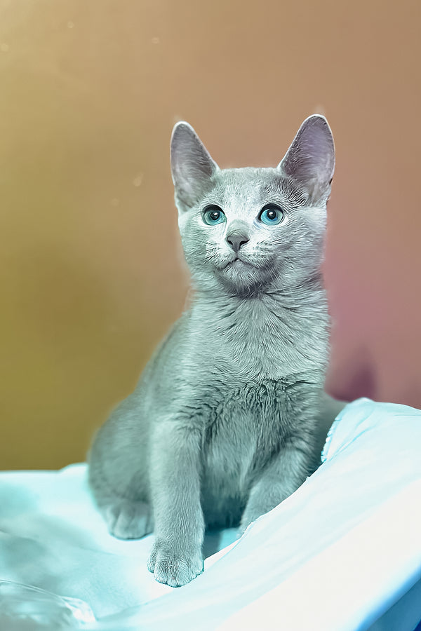 Qurod | Russian Blue Kitten