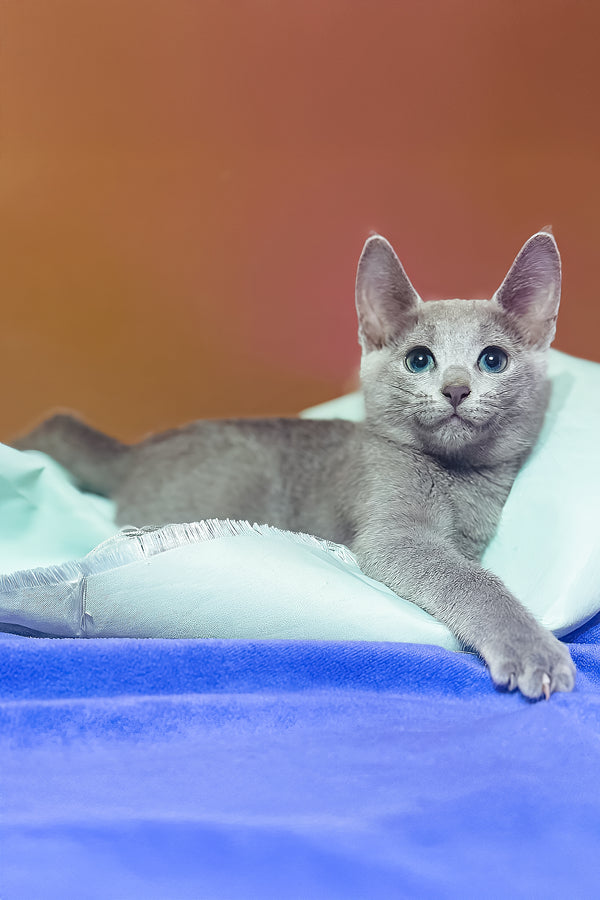 Qurod | Russian Blue Kitten