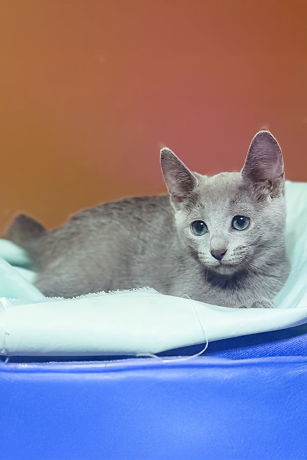 Qurod | Russian Blue Kitten