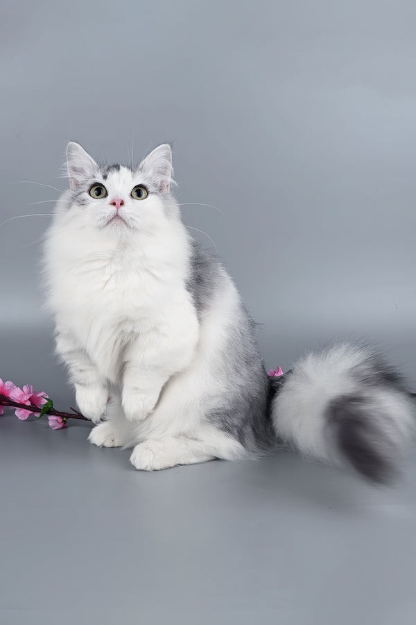 Valeris | Munchkin Kitten