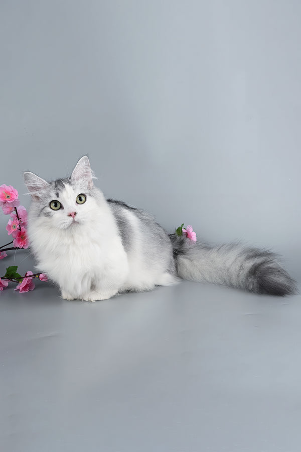 Valeris | Munchkin Kitten