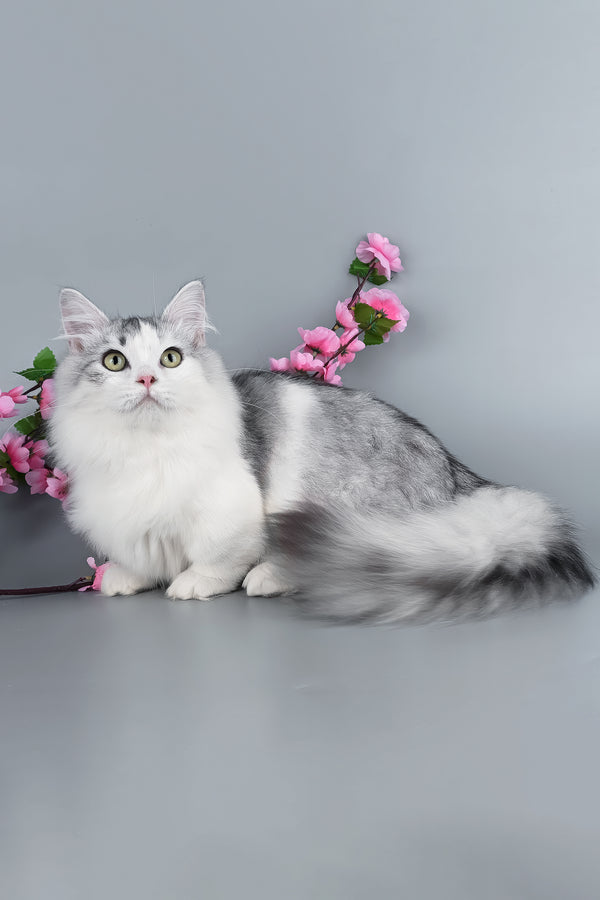 Valeris | Munchkin Kitten