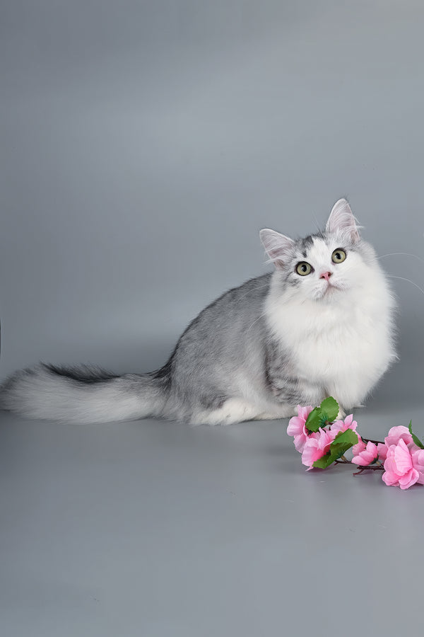 Valeris | Munchkin Kitten