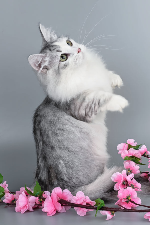Valeris | Munchkin Kitten