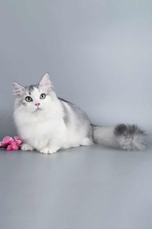 Valeris | Munchkin Kitten