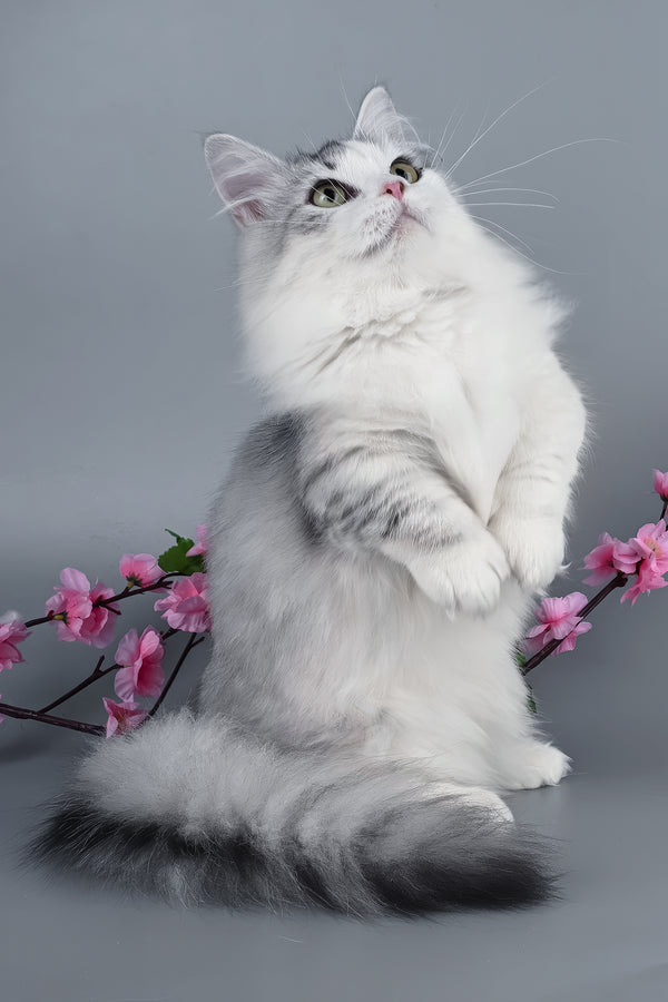 Valeris | Munchkin Kitten