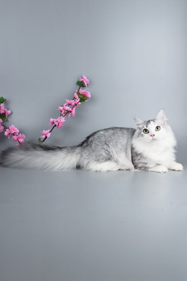 Valeris | Munchkin Kitten