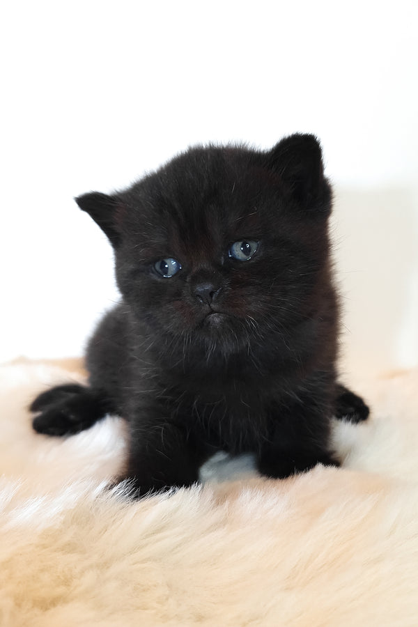 Riston | Scottish Straight Kitten