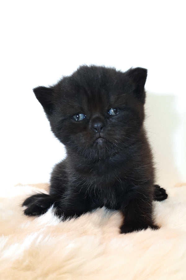 Riston | Scottish Straight Kitten