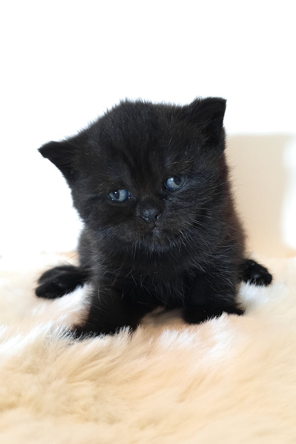 Riston | Scottish Straight Kitten