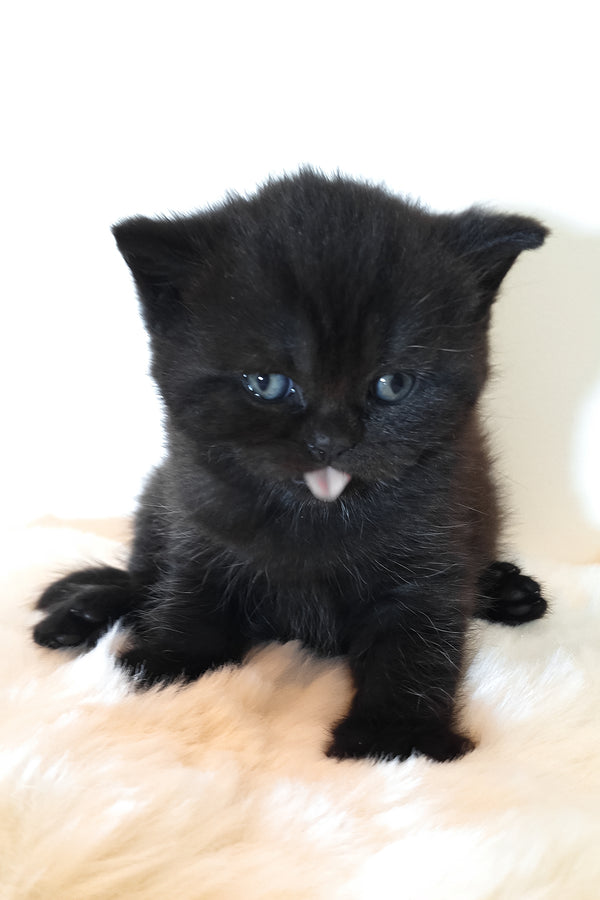 Riston | Scottish Straight Kitten