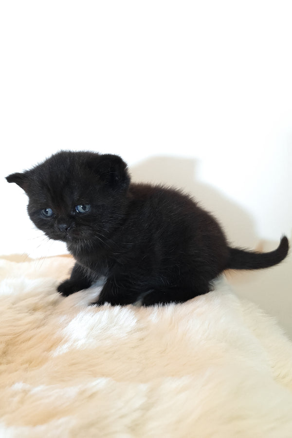 Riston | Scottish Straight Kitten