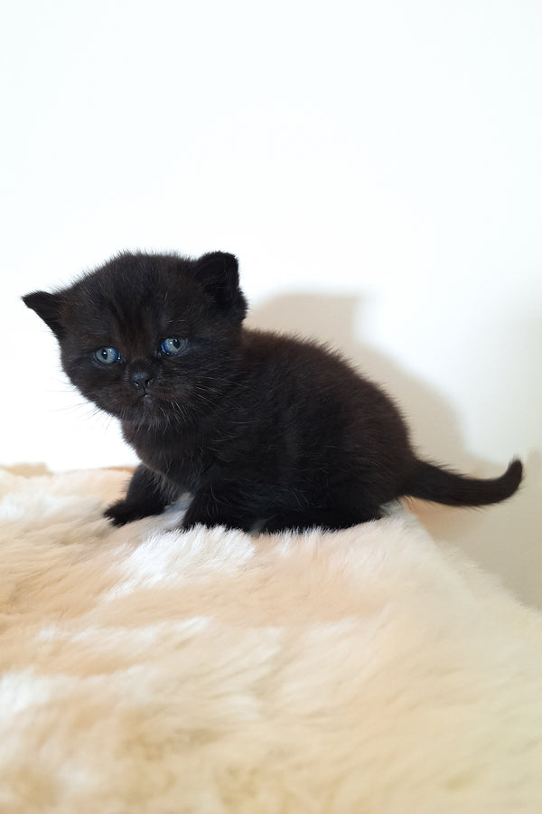 Riston | Scottish Straight Kitten