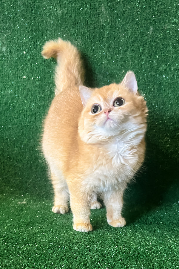 Rada | British Shorthair Kitten