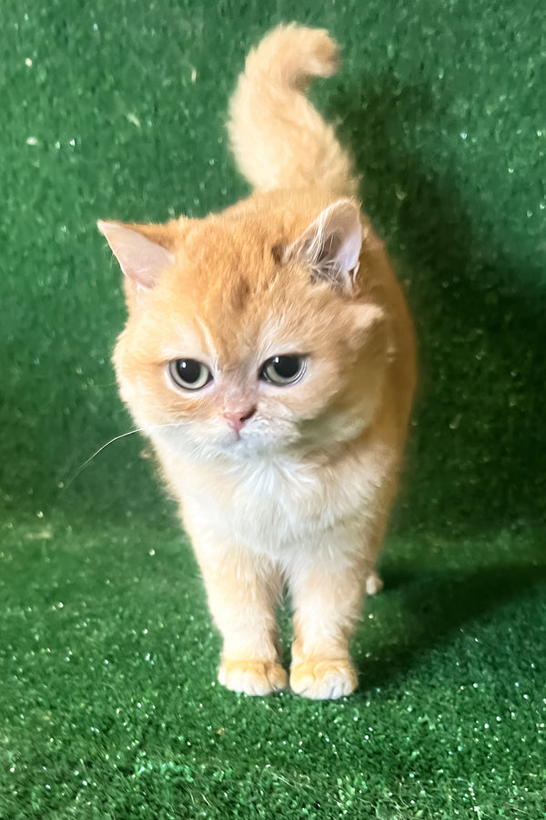 Rada | British Shorthair Kitten