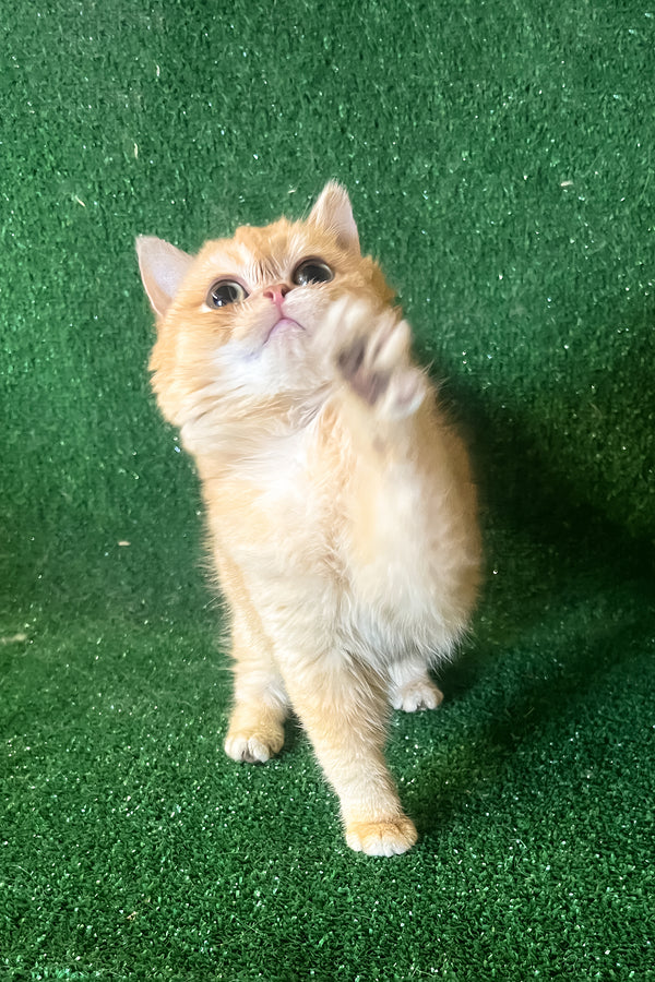 Rada | British Shorthair Kitten